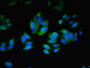 Immunofluorescent analysis of HepG2 cells using CAC08566 at dilution of 1:100 and Alexa Fluor 488-congugated AffiniPure Goat Anti-Rabbit IgG(H+L)