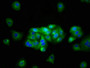 Immunofluorescence staining of HepG2 cells with CAC08574 at 1:133, counter-stained with DAPI. The cells were fixed in 4% formaldehyde, permeabilized using 0.2% Triton X-100 and blocked in 10% normal Goat Serum. The cells were then incubated with the antibody overnight at 4°C. The secondary antibody was Alexa Fluor 488-congugated AffiniPure Goat Anti-Rabbit IgG(H+L).