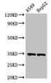 Western Blot; , Positive WB detected in: A549 whole cell lysate, HepG2 whole cell lysate; , All lanes: KLRK1 antibody at 3.7µg/ml; , Secondary; , Goat polyclonal to rabbit IgG at 1/50000 dilution; , Predicted band size: 26 kDa; , Observed band size: 34 kDa