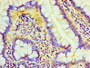 Immunohistochemistry of paraffin-embedded human small intestine tissue using CAC08593 at dilution of 1:100