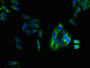 Immunofluorescent analysis of HepG2 cells using CAC08597 at dilution of 1:100 and Alexa Fluor 488-congugated AffiniPure Goat Anti-Rabbit IgG(H+L)