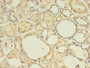 Immunohistochemistry of paraffin-embedded human kidney tissue using CAC08615 at dilution of 1:100