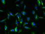 Immunofluorescent analysis of Hela cells using CAC08615 at dilution of 1:100 and Alexa Fluor 488-congugated AffiniPure Goat Anti-Rabbit IgG(H+L)