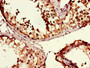Immunohistochemistry of paraffin-embedded human testis tissue using CAC08646 at dilution of 1:100