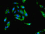 Immunofluorescent analysis of Hela cells using CAC08648 at dilution of 1:100 and Alexa Fluor 488-congugated AffiniPure Goat Anti-Rabbit IgG(H+L)