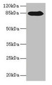Western blot; All lanes: NDST1 antibody at 6µg/ml + MCF-7 whole cell lysate; Secondary; Goat polyclonal to rabbit IgG at 1/10000 dilution; Predicted band size: 101, 63 kDa; Observed band size: 85 kDa
