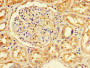 Immunohistochemistry of paraffin-embedded human kidney tissue using CAC08669 at dilution of 1:100
