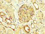 IHC image of CAC08678 diluted at 1:250 and staining in paraffin-embedded human kidney tissue performed on a Leica BondTM system. After dewaxing and hydration, antigen retrieval was mediated by high pressure in a citrate buffer (pH 6.0). Section was blocked with 10% normal goat serum 30min at RT. Then primary antibody (1% BSA) was incubated at 4°C overnight. The primary is detected by a biotinylated secondary antibody and visualized using an HRP conjugated SP system.