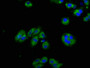 Immunofluorescence staining of HepG2 cells with CAC08678 at 1:125, counter-stained with DAPI. The cells were fixed in 4% formaldehyde, permeabilized using 0.2% Triton X-100 and blocked in 10% normal Goat Serum. The cells were then incubated with the antibody overnight at 4°C. The secondary antibody was Alexa Fluor 488-congugated AffiniPure Goat Anti-Rabbit IgG(H+L).
