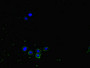 Immunofluorescent analysis of HepG2 cells using CAC08684 at dilution of 1:100 and Alexa Fluor 488-congugated AffiniPure Goat Anti-Rabbit IgG(H+L)