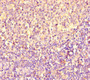 Immunohistochemistry of paraffin-embedded human tonsil tissue using CAC08719 at dilution of 1:100