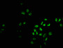 Immunofluorescence staining of Hela cells with CAC08722 at 1:233, counter-stained with DAPI. The cells were fixed in 4% formaldehyde, permeabilized using 0.2% Triton X-100 and blocked in 10% normal Goat Serum. The cells were then incubated with the antibody overnight at 4°C. The secondary antibody was Alexa Fluor 488-congugated AffiniPure Goat Anti-Rabbit IgG(H+L).