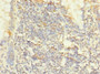 Immunohistochemistry of paraffin-embedded human small intestine tissue using CAC08744 at dilution of 1:100