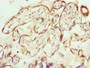 Immunohistochemistry of paraffin-embedded human placenta tissue using CAC08745 at dilution of 1:100