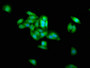 Immunofluorescence staining of HepG2 cells with CAC08754 at 1:266, counter-stained with DAPI. The cells were fixed in 4% formaldehyde, permeabilized using 0.2% Triton X-100 and blocked in 10% normal Goat Serum. The cells were then incubated with the antibody overnight at 4°C. The secondary antibody was Alexa Fluor 488-congugated AffiniPure Goat Anti-Rabbit IgG(H+L).