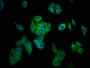 Immunofluorescence staining of HepG2 cells with CAC08755 at 1:133, counter-stained with DAPI. The cells were fixed in 4% formaldehyde, permeabilized using 0.2% Triton X-100 and blocked in 10% normal Goat Serum. The cells were then incubated with the antibody overnight at 4°C. The secondary antibody was Alexa Fluor 488-congugated AffiniPure Goat Anti-Rabbit IgG(H+L).