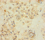Immunohistochemistry of paraffin-embedded human placenta tissue using CAC08756 at dilution of 1:100