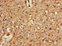 Immunohistochemistry of paraffin-embedded human brain tissue using CAC08763 at dilution of 1:100