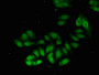 Immunofluorescent analysis of HepG2 cells using CAC08763 at dilution of 1:100 and Alexa Fluor 488-congugated AffiniPure Goat Anti-Rabbit IgG(H+L)