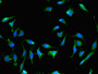 Immunofluorescent analysis of Hela cells using CAC08771 at dilution of 1:100 and Alexa Fluor 488-congugated AffiniPure Goat Anti-Rabbit IgG(H+L)