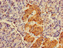 Immunohistochemistry of paraffin-embedded human pancreatic tissue using CAC08772 at dilution of 1:100