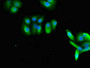 Immunofluorescent analysis of HepG2 cells using CAC08772 at dilution of 1:100 and Alexa Fluor 488-congugated AffiniPure Goat Anti-Rabbit IgG(H+L)