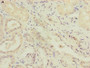 Immunohistochemistry of paraffin-embedded human kidney tissue using CAC08774 at dilution of 1:100