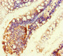 Immunohistochemistry of paraffin-embedded human small intestine tissue using CAC08820 at dilution of 1:100