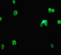 Immunofluorescent analysis of HepG2 cells using CAC08820 at dilution of 1:100 and Alexa Fluor 488-congugated AffiniPure Goat Anti-Rabbit IgG(H+L)