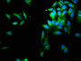 Immunofluorescence staining of Hela cells with CAC08835 at 1:66, counter-stained with DAPI. The cells were fixed in 4% formaldehyde, permeabilized using 0.2% Triton X-100 and blocked in 10% normal Goat Serum. The cells were then incubated with the antibody overnight at 4°C. The secondary antibody was Alexa Fluor 488-congugated AffiniPure Goat Anti-Rabbit IgG(H+L).