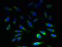 Immunofluorescent analysis of Hela cells using CAC08848 at dilution of 1:100 and Alexa Fluor 488-congugated AffiniPure Goat Anti-Rabbit IgG(H+L)