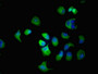 Immunofluorescent analysis of MCF-7 cells using CAC08849 at dilution of 1:100 and Alexa Fluor 488-congugated AffiniPure Goat Anti-Rabbit IgG(H+L)