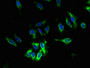 Immunofluorescent analysis of Hela cells using CAC08855 at dilution of 1:100 and Alexa Fluor 488-congugated AffiniPure Goat Anti-Rabbit IgG(H+L)