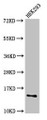 Western Blot; , Positive WB detected in: HEK293 whole cell lysate; , All lanes: SNRPD1 antibody at 2.4µg/ml; , Secondary; , Goat polyclonal to rabbit IgG at 1/50000 dilution; , Predicted band size: 14 kDa; , Observed band size: 14 kDa