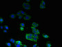 Immunofluorescent analysis of HepG2 cells using CAC08868 at dilution of 1:100 and Alexa Fluor 488-congugated AffiniPure Goat Anti-Rabbit IgG(H+L)