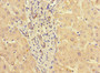 Immunohistochemistry of paraffin-embedded human liver tissue using CAC08876 at dilution of 1:100