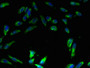 Immunofluorescent analysis of Hela cells using CAC08887 at dilution of 1:100 and Alexa Fluor 488-congugated AffiniPure Goat Anti-Rabbit IgG(H+L)