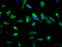 Immunofluorescence staining of U251 cells with CAC08890 at 1:145, counter-stained with DAPI. The cells were fixed in 4% formaldehyde, permeabilized using 0.2% Triton X-100 and blocked in 10% normal Goat Serum. The cells were then incubated with the antibody overnight at 4°C. The secondary antibody was Alexa Fluor 488-congugated AffiniPure Goat Anti-Rabbit IgG(H+L).