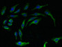 Immunofluorescent analysis of Hela cells using CAC08902 at dilution of 1:100 and Alexa Fluor 488-congugated AffiniPure Goat Anti-Rabbit IgG(H+L)