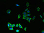 Immunofluorescent analysis of LO2 cells using CAC08917 at dilution of 1:100 and Alexa Fluor 488-congugated AffiniPure Goat Anti-Rabbit IgG(H+L)