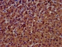 IHC image diluted at 1:400 and staining in paraffin-embedded human adrenal gland tissue performed on a Leica BondTM system. After dewaxing and hydration, antigen retrieval was mediated by high pressure in a citrate buffer (pH 6.0). Section was blocked with 10% normal goat serum 30min at RT. Then primary antibody (1% BSA) was incubated at 4°C overnight. The primary is detected by a biotinylated secondary antibody and visualized using an HRP conjugated SP system.