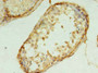 Immunohistochemistry of paraffin-embedded human testis tissue using CAC08931 at dilution of 1:100