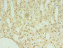 Immunohistochemistry of paraffin-embedded human adrenal gland tissue using CAC08931 at dilution of 1:100