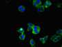 Immunofluorescent analysis of HepG2 cells using CAC08937 at dilution of 1:100 and Alexa Fluor 488-congugated AffiniPure Goat Anti-Rabbit IgG(H+L)