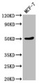 Western Blot; , Positive WB detected in: MCF-7 whole cell lysate; , All lanes: VPS4B antibody at 1:2000; , Secondary; , Goat polyclonal to rabbit IgG at 1/50000 dilution; , Predicted band size: 50 kDa; , Observed band size: 50 kDa;