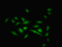 Immunofluorescent analysis of Hela cells using CAC08981 at dilution of 1:100 and Alexa Fluor 488-congugated AffiniPure Goat Anti-Rabbit IgG(H+L)