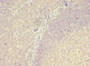 Immunohistochemistry of paraffin-embedded human tonsil tissue using CAC08988 at dilution of 1:100
