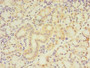 Immunohistochemistry of paraffin-embedded human pancreatic tissue using CAC08988 at dilution of 1:100