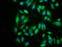 Immunofluorescence staining of Hela cells with CAC09020 at 1:266, counter-stained with DAPI. The cells were fixed in 4% formaldehyde, permeabilized using 0.2% Triton X-100 and blocked in 10% normal Goat Serum. The cells were then incubated with the antibody overnight at 4°C. The secondary antibody was Alexa Fluor 488-congugated AffiniPure Goat Anti-Rabbit IgG(H+L).
