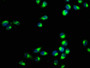 Immunofluorescence staining of Hela cells with CAC09043 at 1:400, counter-stained with DAPI. The cells were fixed in 4% formaldehyde, permeabilized using 0.2% Triton X-100 and blocked in 10% normal Goat Serum. The cells were then incubated with the antibody overnight at 4°C. The secondary antibody was Alexa Fluor 488-congugated AffiniPure Goat Anti-Rabbit IgG(H+L).